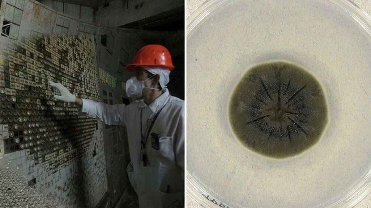 Fungo negro se destaca na radiação de Chernobyl