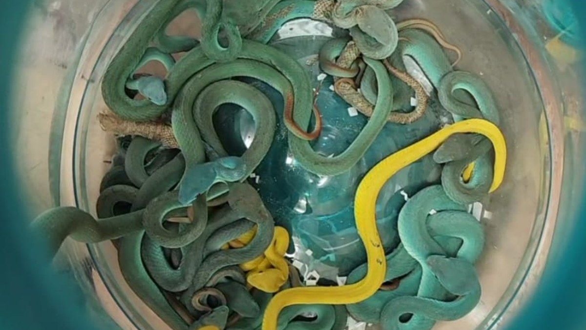 Homem é preso por contrabando de cobras venenosas na Índia