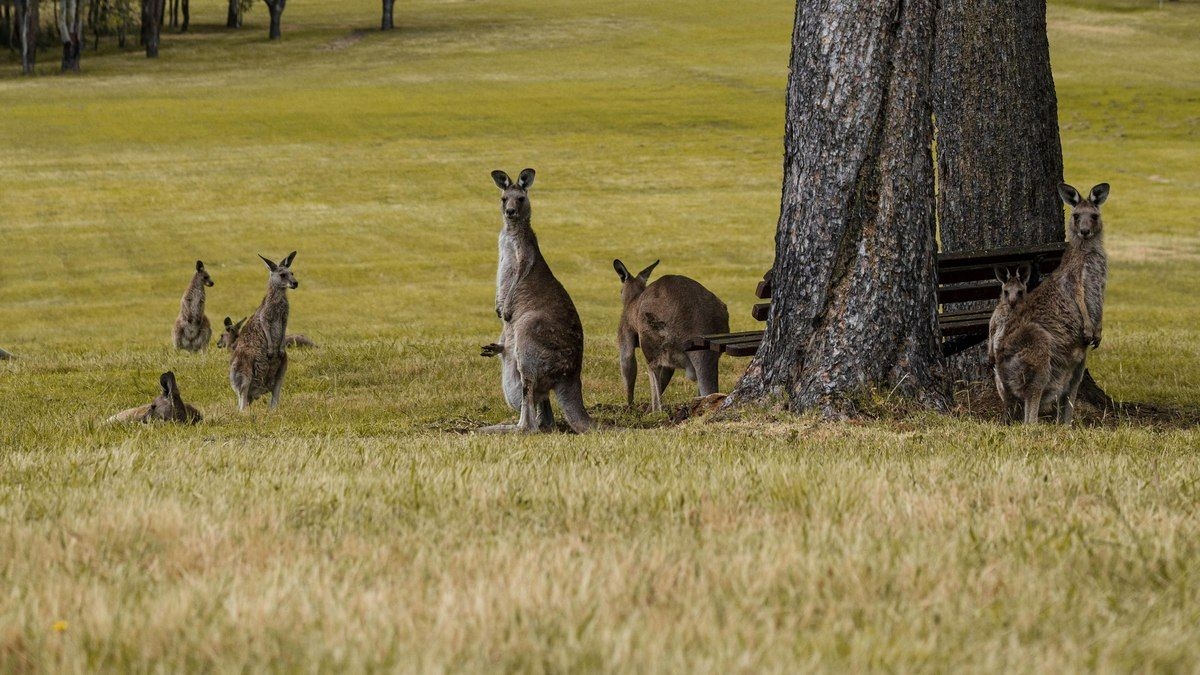 Austrália: manejo de cangurus é necessário