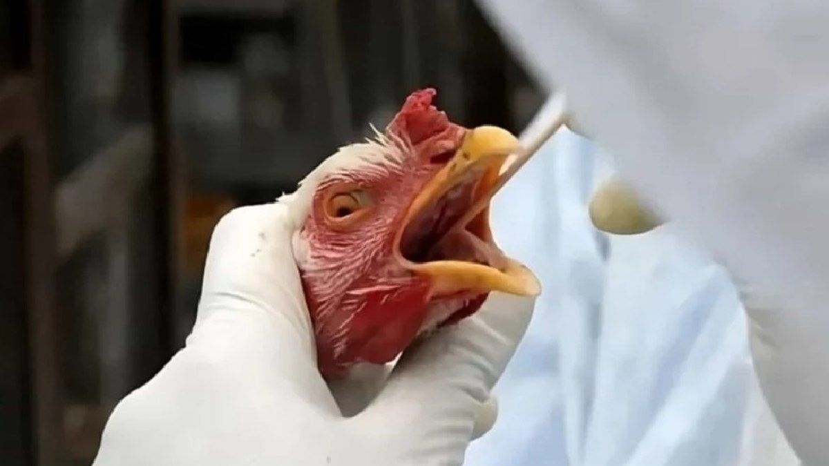 Brasil investiga 17 casos de gripe aviária em aves