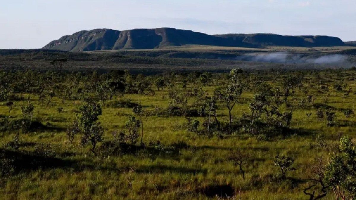 Cerrado domina desmatamento no Brasil em 2024