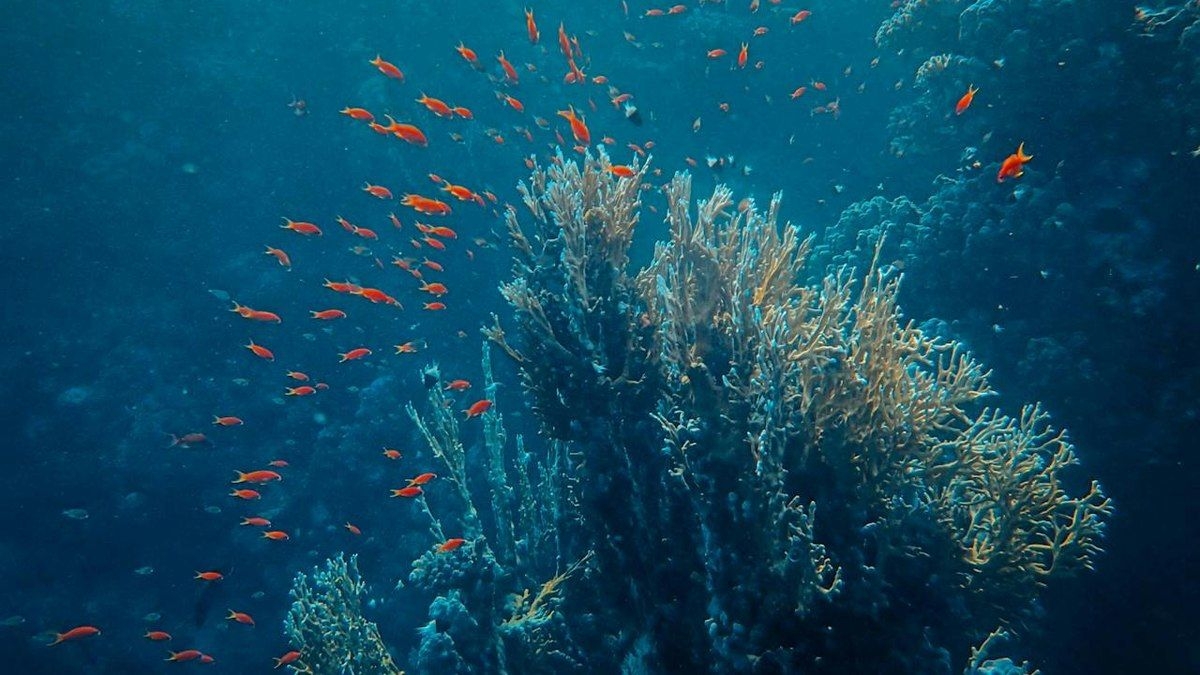Fossa das Marianas e suas criaturas misteriosas