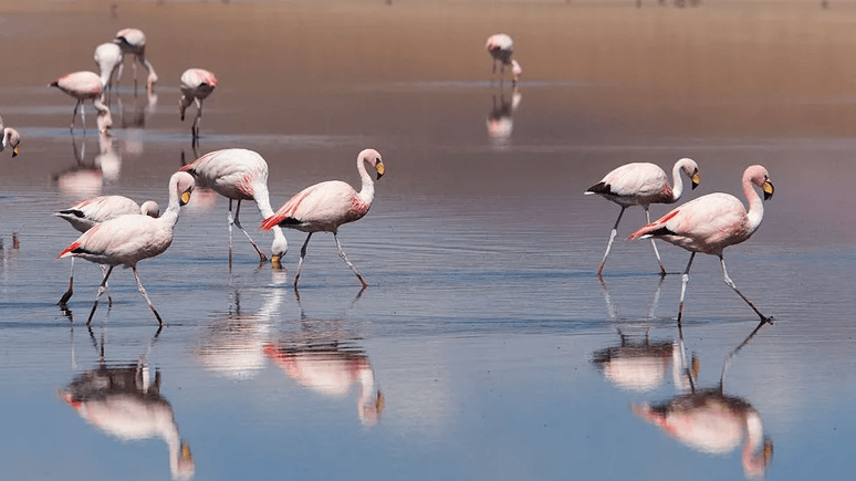 A gripe aviária que matou centenas de flamingos na Argentina e se espalha pela América do Sul