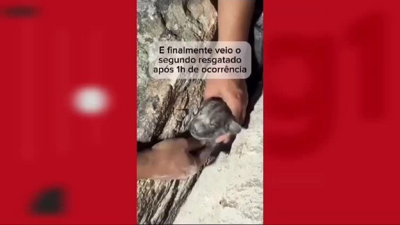 Bombeiros resgatam filhotes de cachorro presos em rochas