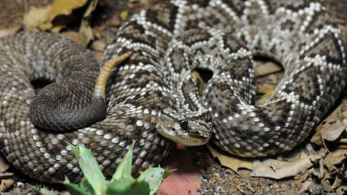 Cobra causa falta de energia para 10 mil na Carolina do Norte