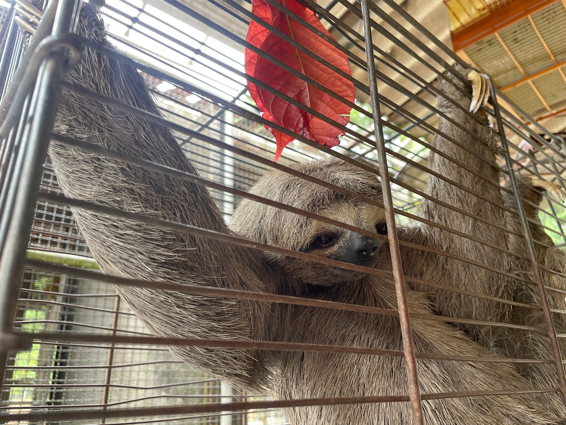 Bicho-preguiça resgatado em micro-ônibus de Maceió