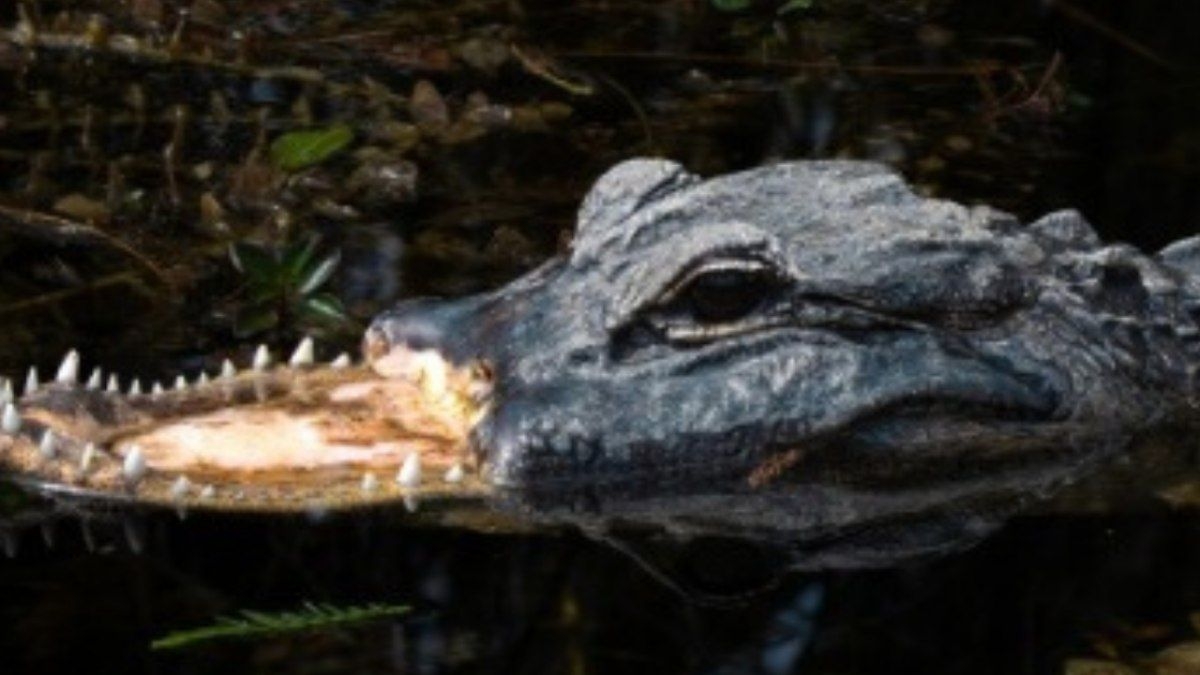 Jacaré sobrevive sem focinho e impressiona na Flórida