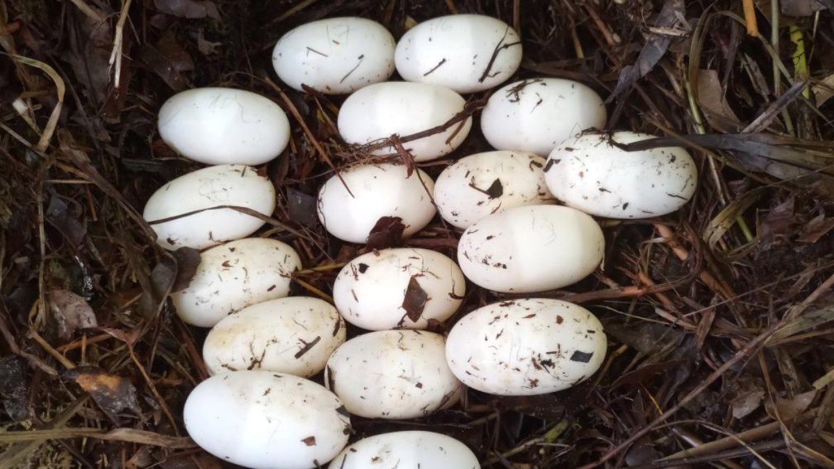 Ovos de crocodilos-siameses em extinção são encontrados