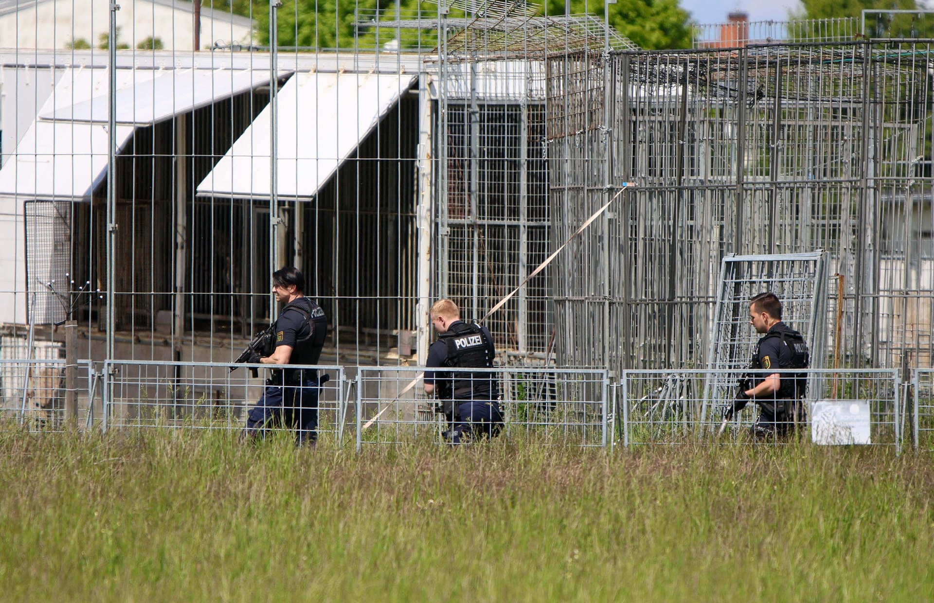 Polícia alemã mata tigre solto perto de Leipzig