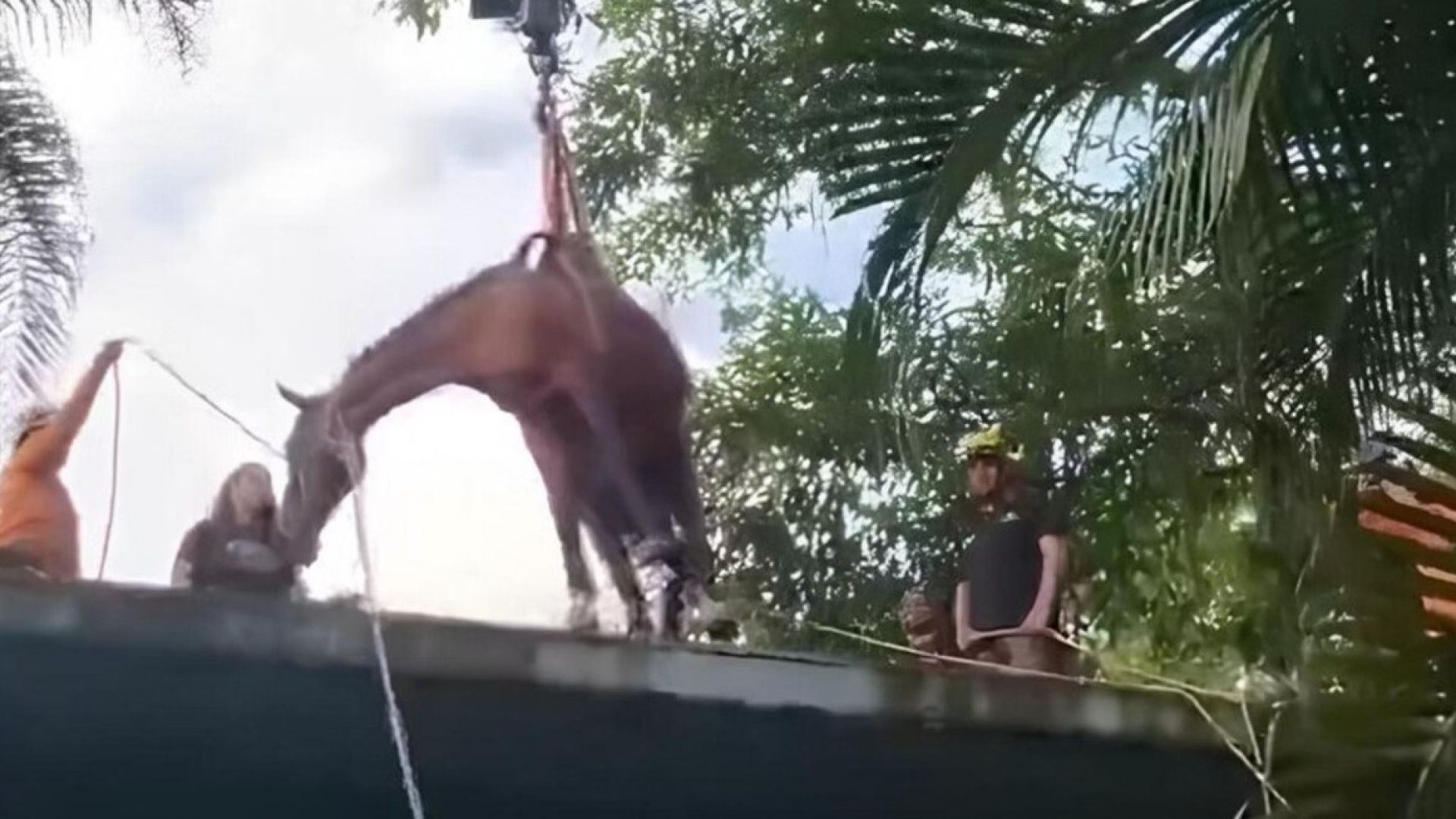 Cavalo é resgatado de laje após inundação em Peruíbe (SP); veja vídeo