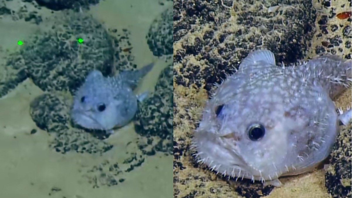 Peixe peculiar encontrado nos EUA impressiona internautas