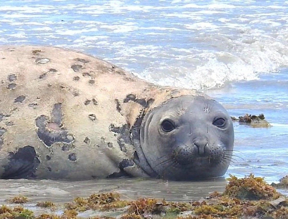 Audiência pública aborda morte do elefante-marinho Leôncio