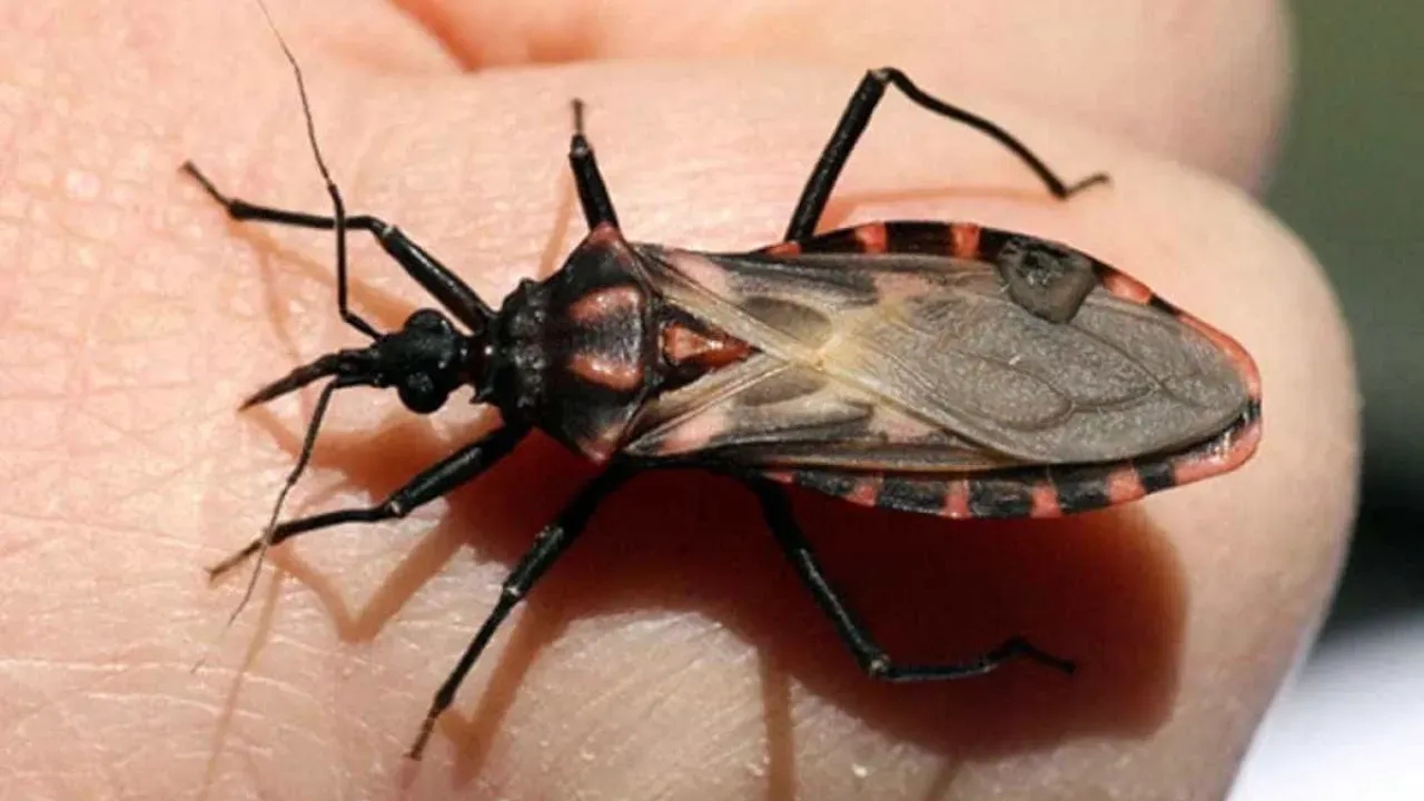 Bicho-barbeiro contaminado pela doença de Chagas em SP