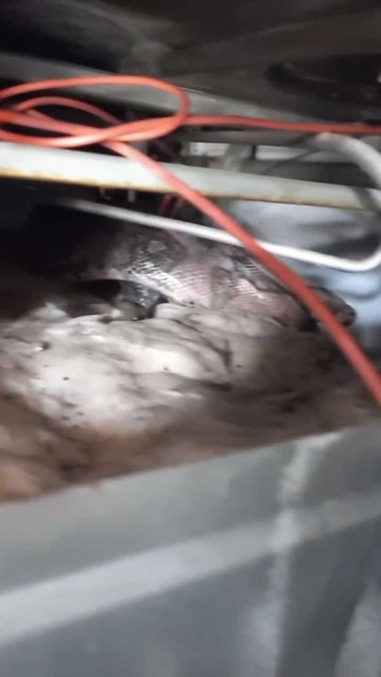 Cobra é resgatada dentro de fogão em Alagoas