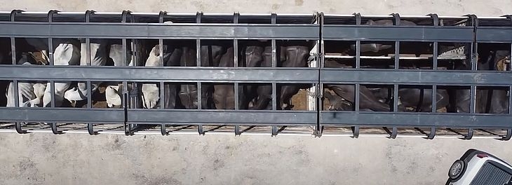 Motorista acusa Sefaz após carga de búfalos vivos ficar exposta ao sol; secretaria rebate