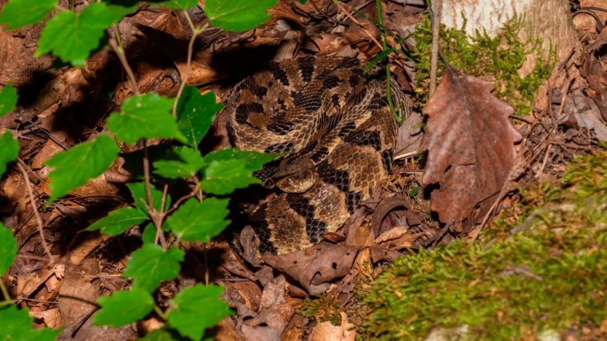 Homem morre nos EUA após picada de cobra venenosa