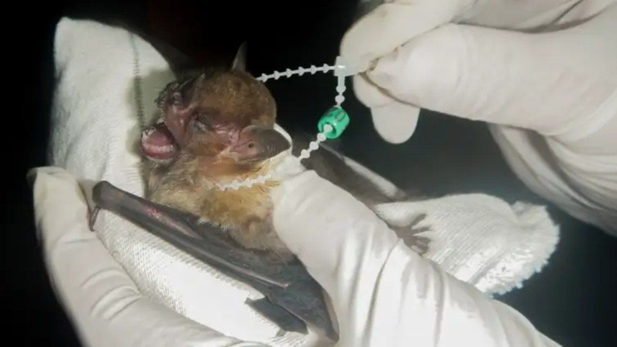 Ilha Grande é reconhecida por proteção a morcegos
