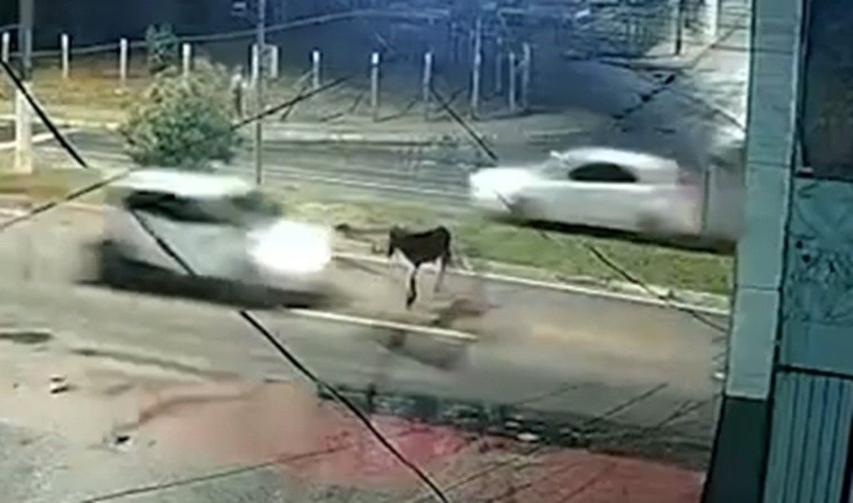 Cavalo atropelado na Avenida Josefa de Melo em Maceió