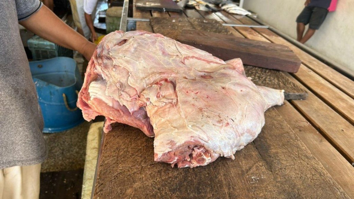 Apreensão de carne ilegal de capivara no Amazonas