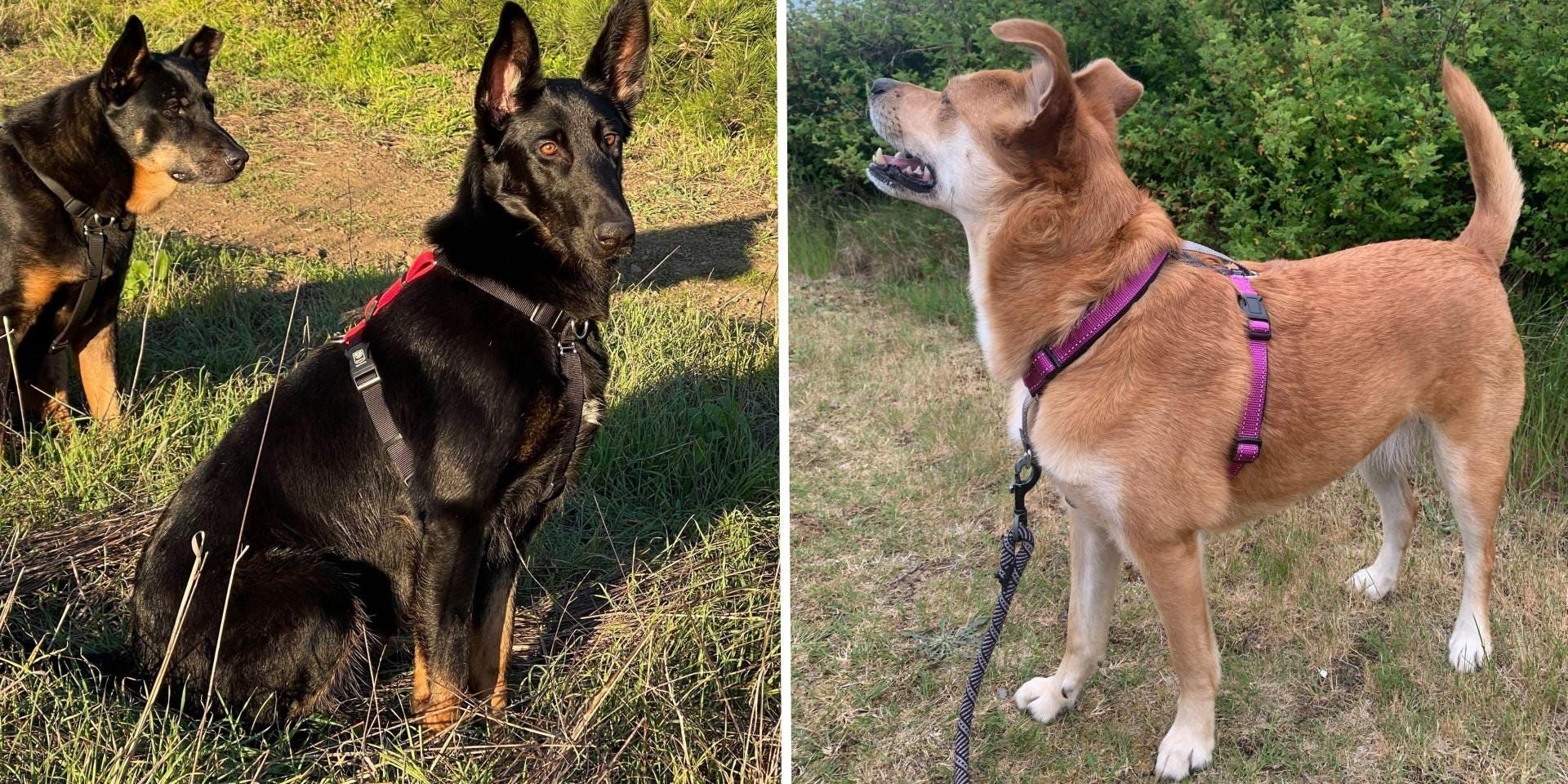 Os Melhores Cintos Para Cães Sem Puxar em 2025