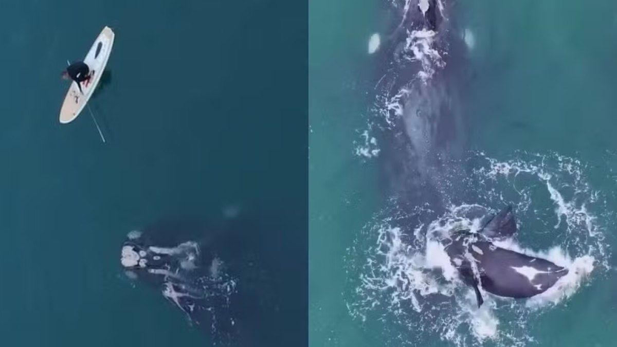 Baleia franca e resgate: a polêmica com o Ibama