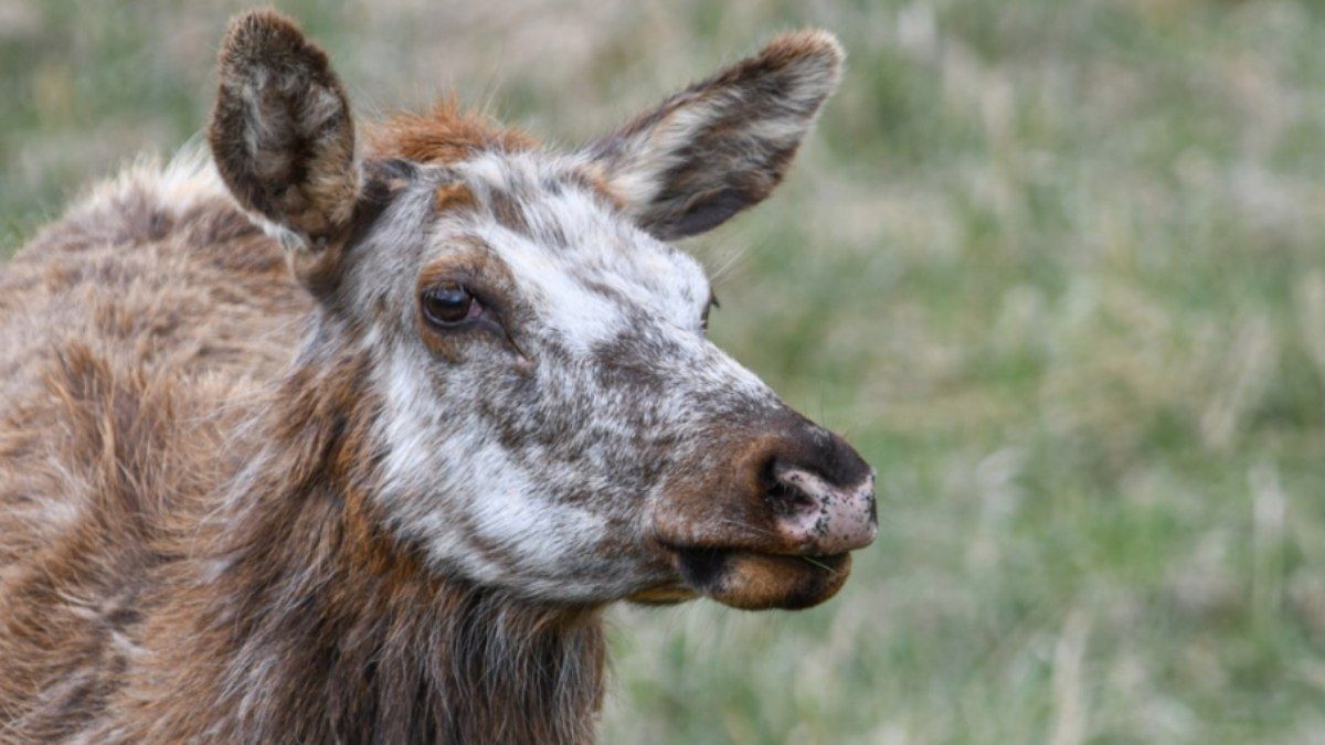 Alce raro de pelagem branca é visto no Colorado