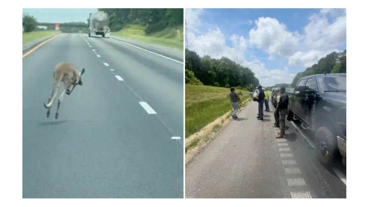 Canguru provoca perseguição e acidente inusitado no Alabama