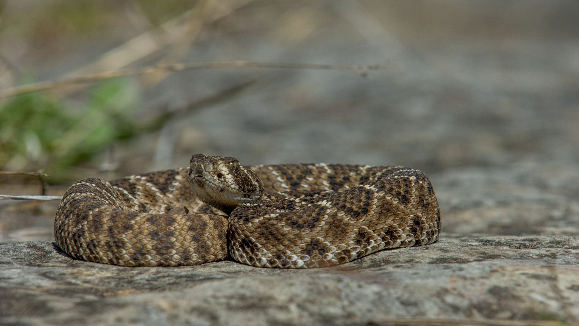 Menino de 2 anos morre após ser picado por cascavel no interior de SP