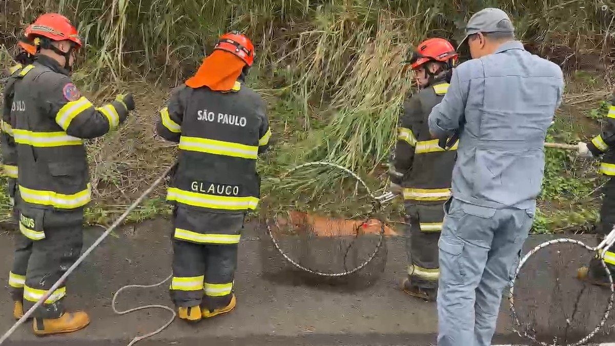 Onça-parda é resgatada após atropelamento na BR-153