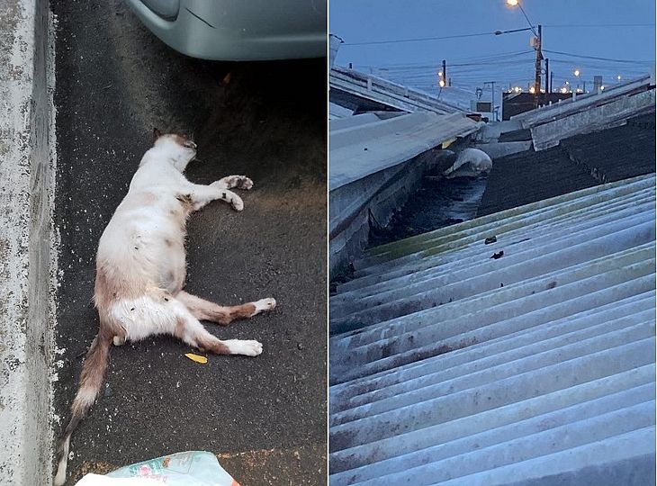 Polícia investiga mortes de gatos por envenenamento em condomínio de Maceió