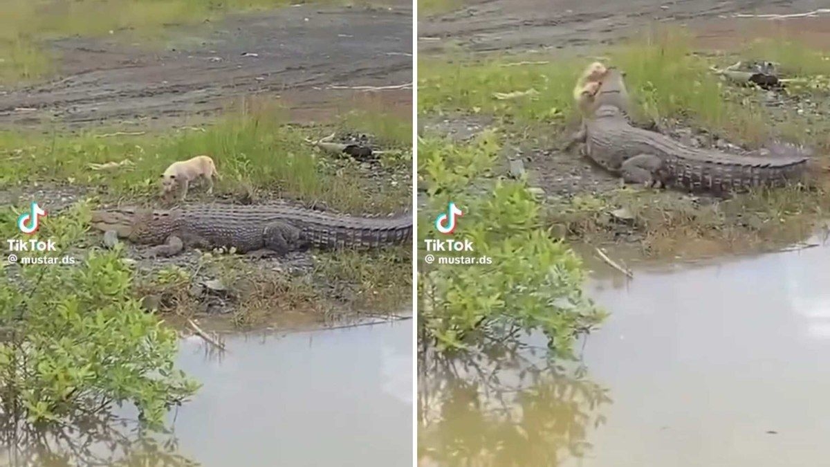 Crocodilo Ataca e Devil a Cachorro em Lago Asiático