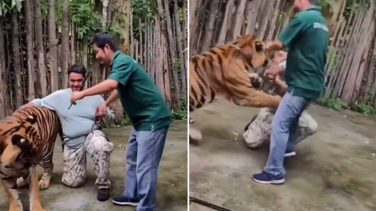 Turista é atacado por tigre ao tentar selfie