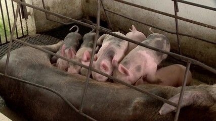 Gazeta Rural apresenta vídeos do dia 28 de junho