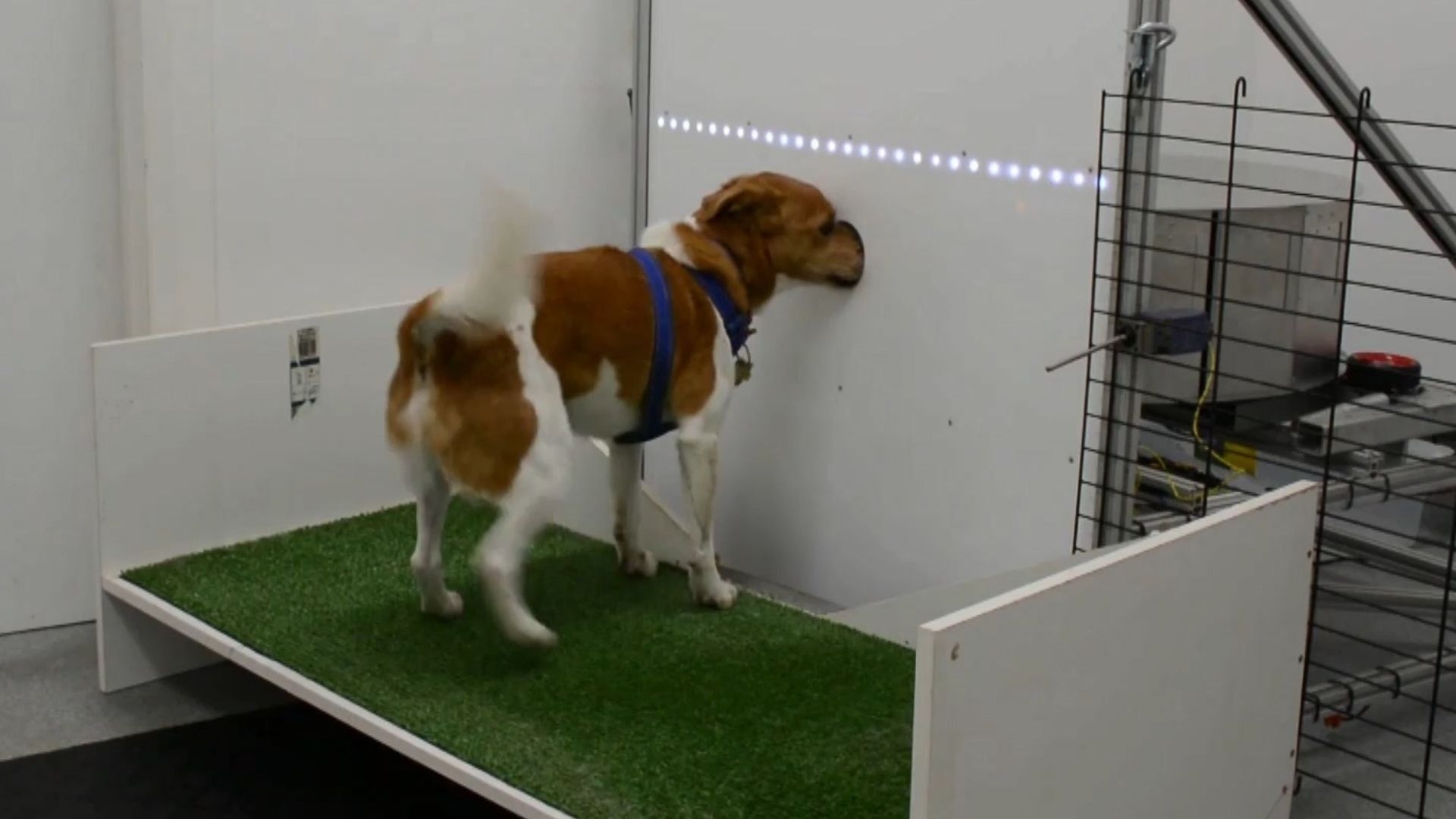 Cães treinados para detectar câncer e tuberculose no Brasil