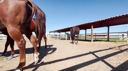 Ifal transforma resíduos de graviola em renda em Maragogi