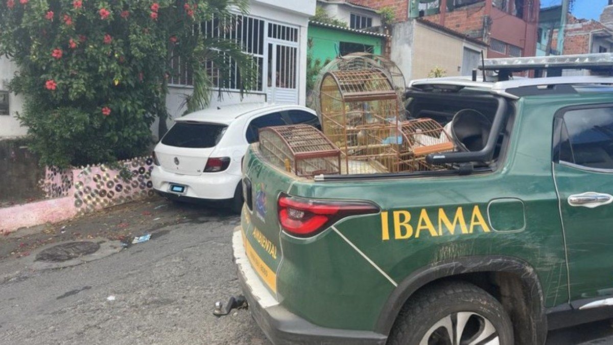 Apreensão de aves silvestres ilegais na Bahia