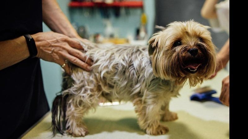 Frequência Ideal de Banhos e Tosas para Pets