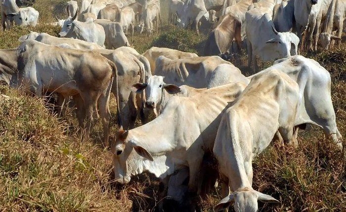 Alagoas não consegue reconhecimento como área livre de febre aftosa