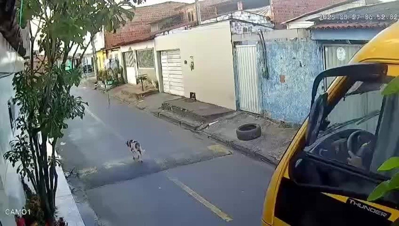 Motorista de ônibus escolar atropela cachorro em Marechal Deodoro