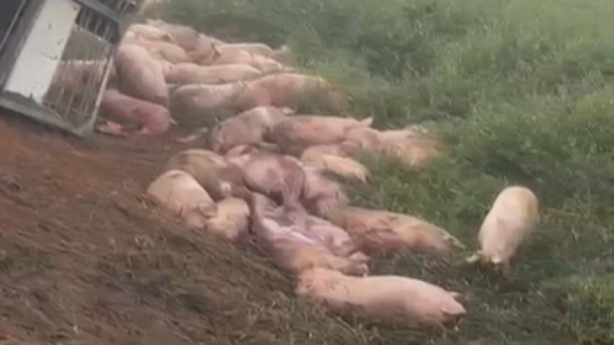 Caminhão tomba com 140 porcos na BR-356 em MG