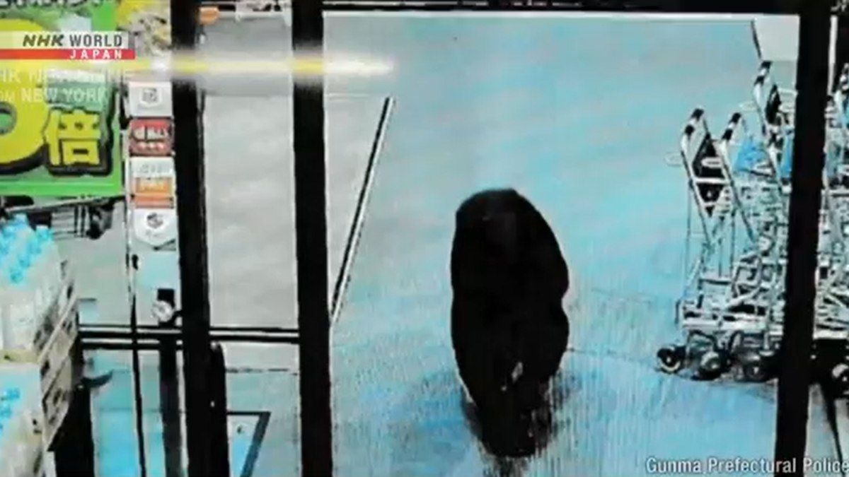 Urso ataca pessoas em supermercado e provoca ferimentos