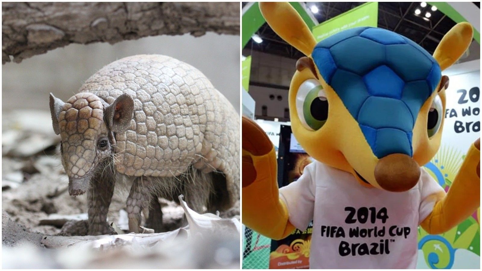 Tatu-bola ameaçado de extinção após 12 anos do Fuleco