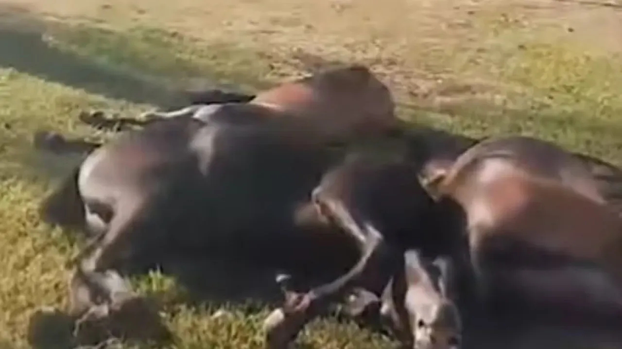 Cavalos sacrificados em praça pública chocam moradores do Rio