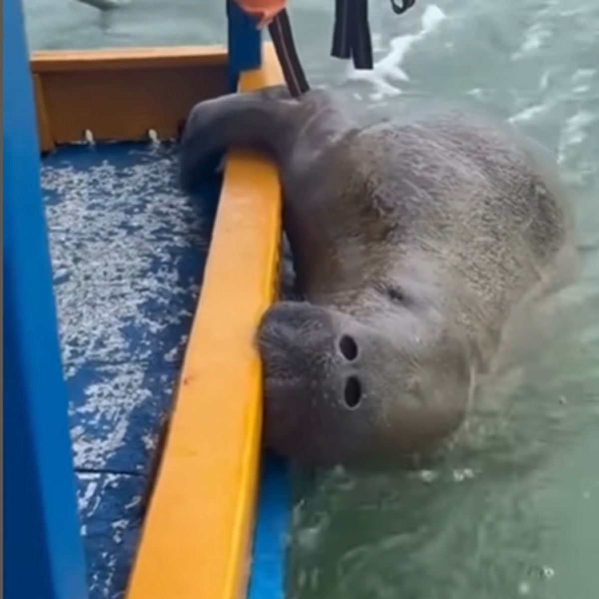 Peixe-boi em Alagoas gera preocupação por comportamento raro