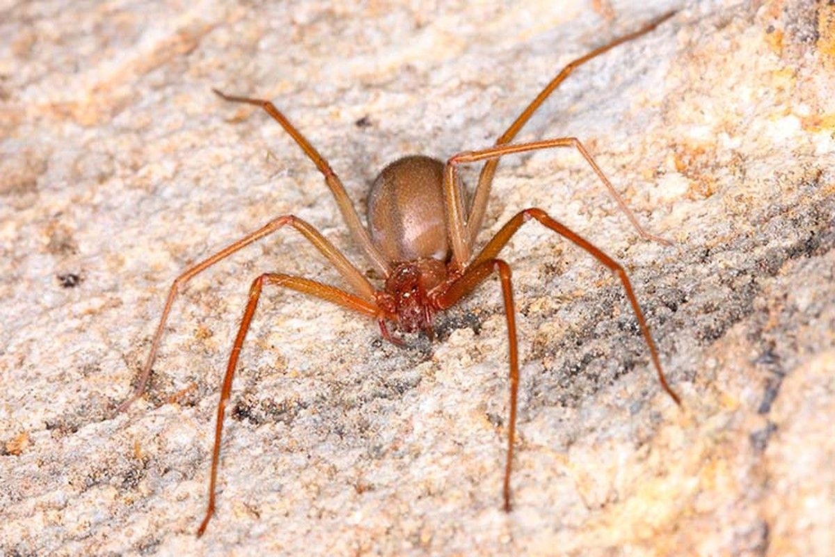 Alagoas registra mortes por picada de aranha-marrom