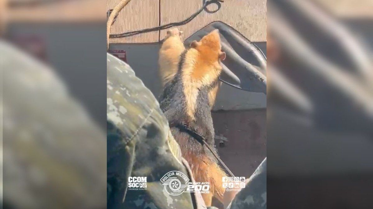 Tamanduá-mirim é resgatado após ficar ilhado em represa