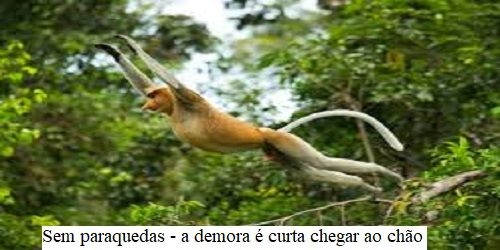 As candidaturas avulsas que podem surgir em Penedo não têm outros interesses que não os do bolso