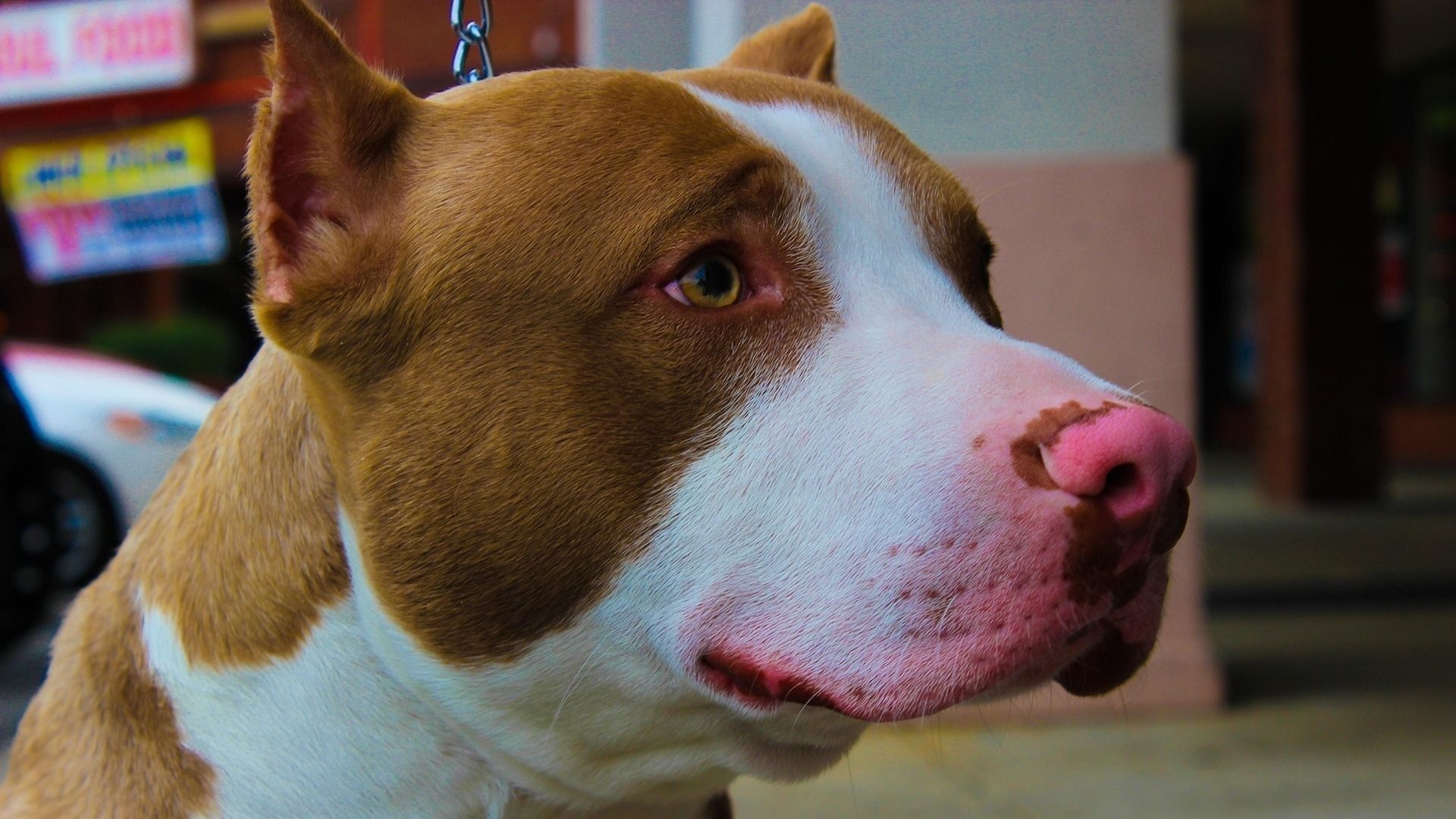 Pitbull ataca duas mulheres na Gruta de Lourdes