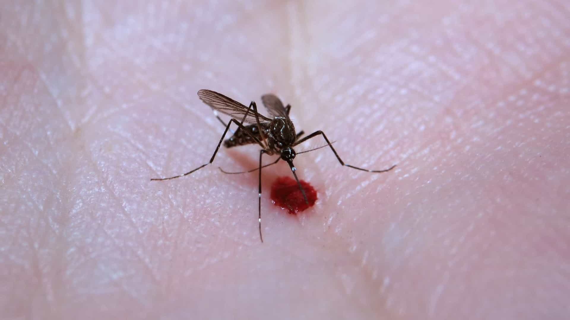 Casos de dengue crescem 9% na cidade de São Paulo