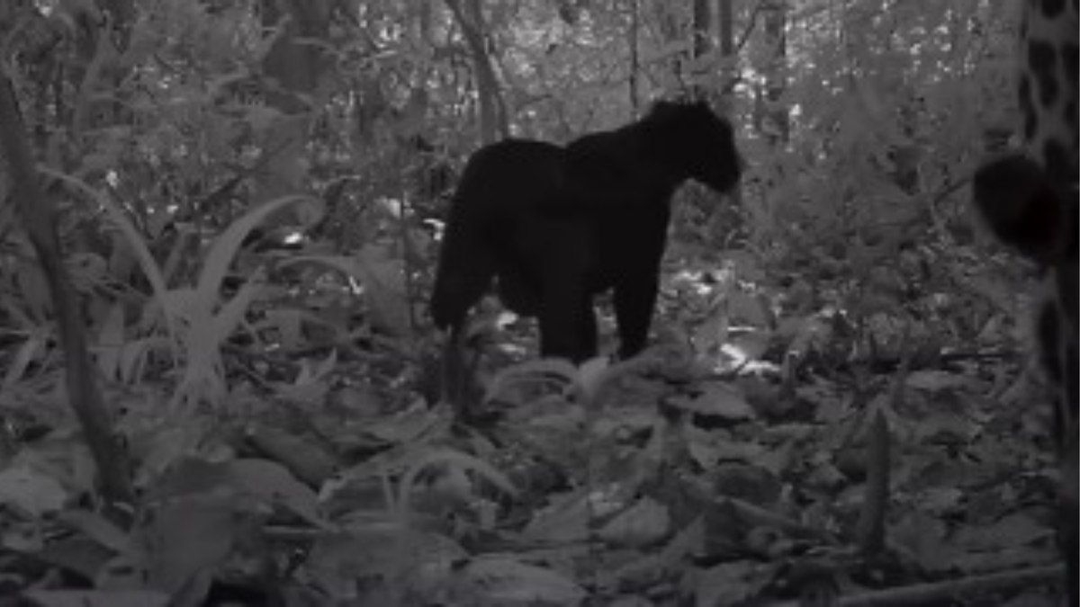 Acasalamento de onça-preta é registrado na Amazônia